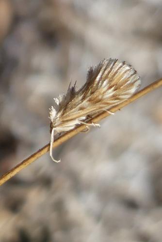Cynaeda dentalis